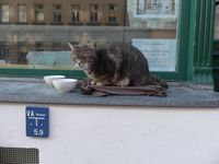 Fluse Leipzig Brandvorwerkstra&szlig;e Katze