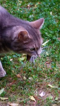 Fluse Leipzig Brandvorwerkstra&szlig;e Katze